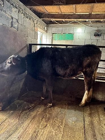 Зоотовары: Продаю | Тёлка | На откорм | Привязанные — 3