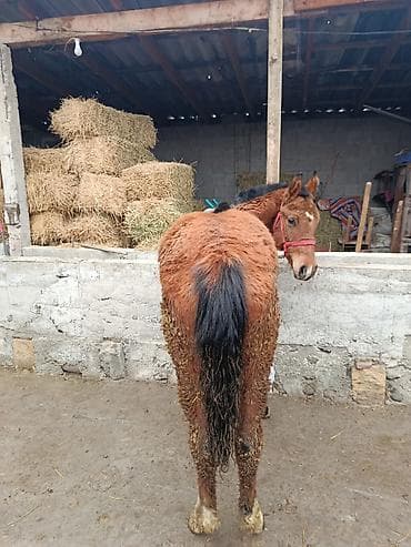 абиссинская кошка бишкек: Продаю | Жеребенок — 2