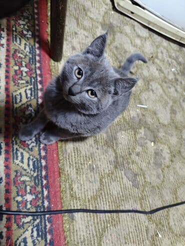 Продаются котята 3 at lalafo.kg Продаются котята 3
