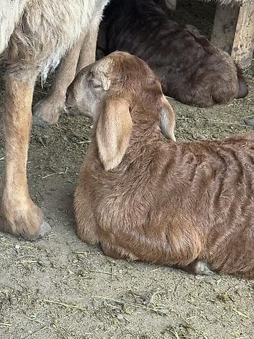 продаю куры несушки: Продаю | Овца (самка) | Арашан | Для разведения | Матка — 6