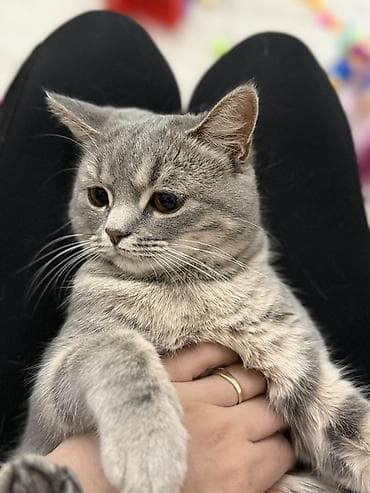 кошки балыкчы: 1 год, Девочка — 2