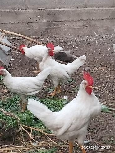 Животные: Продаю курочки Леггорн. 12 штук . 3х месячные. есть — 4