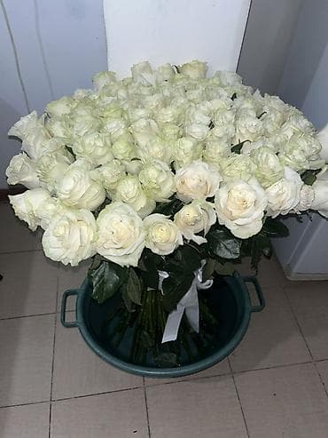 роза гулдун суроту: Белые розы — роскошный пышный букет - Классические белые розы с — 1