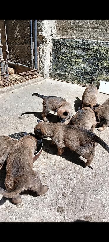 породистые кошки бишкек: Щенки бельгийской овчарки (малинуа) - Помёт от рабочих родителей на — 1