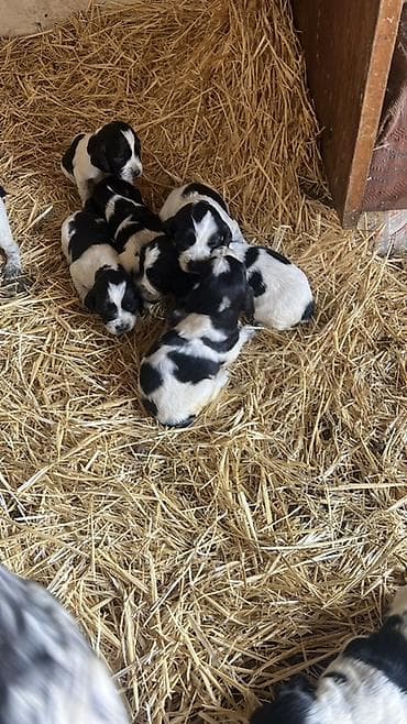 Щенки охотничьих спаниелей (черно-белый окрас) - Порода: спаниель at lalafo.kg Щенки охотничьих спаниелей (черно-белый окрас) - Порода: спаниель