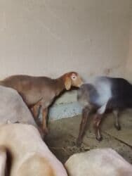 таза канду ат: Ыргачы козулар сатылат 10 баш линия Арашан 7-8 айлык рос 75+80 уши — 4