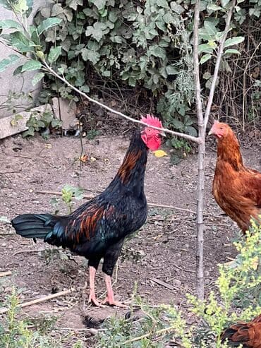 птицы попугаи: Сатам | Короздор | Көбөйтүү үчүн — 8