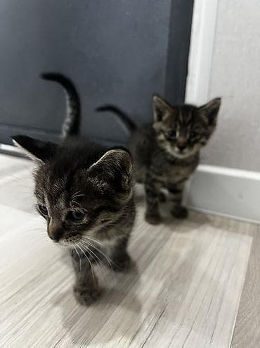 отдам породистых котят: Котёнок тигрового окраса. продаются обои один мальчик вторая девочка — 10