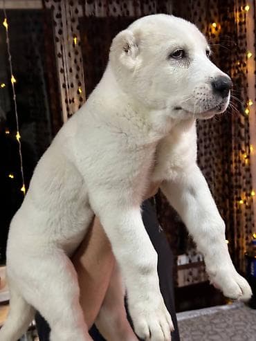 романовские овцы: Щенки крупной рабочей породы (тип молосс) с мощным костяком и — 7