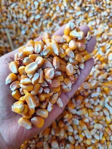 Корма для с/х животных: Кукуруза 🌽 24 фурага .Арпа 23.50.буудай 22.30.таза курук.васап номерге — 1