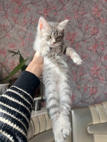 carters для мальчика: Отдаем котят в любящие ручки Один котенок вислоухий ( от матери — 3