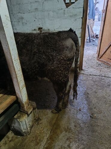 собака дом: Продаю | Бык (самец) | На откорм — 3