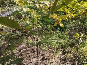 купить шкаф для одежды бишкек: Продаю Саженцы. больших грецких Орехов . Их можно сажать с осени до — 5