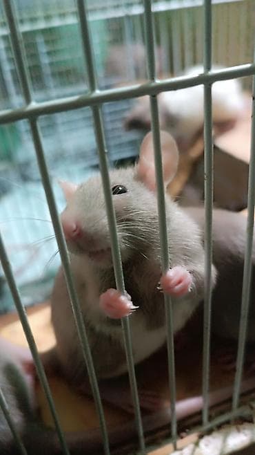 грызуны домашние: Крысы декоративные 

- Окрас: белый (альбинос) и сера белый — 1