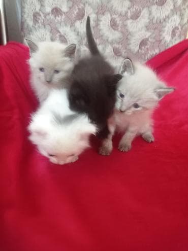 Кошки: Котята, помёт разной окраски: 5 штук - белые с серыми ушками и — 1