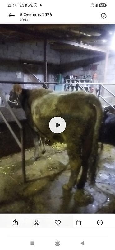 корова для молоко: Продаю | Корова (самка) | Полукровка | Для молока | Привязанные — 1