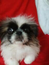 Вязка собак: Пекинес, 3 месяца, Самец, С прививкой, С родословной — 10