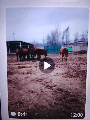 жылкы жаныбар: Сатам | Бээ (ургаачы) | Аргын | Көбөйтүү үчүн — 1