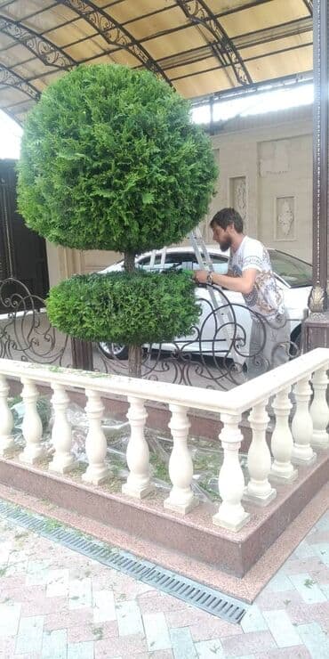 услуги медсестры капельницы уколы на дому: Уборка территории, Уход за деревьями — 5