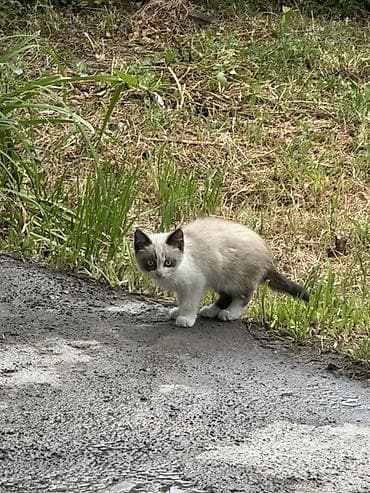 симс: Котёнок с сиамским окрасом (котик/кошка не указан) - Возраст на вид — 1