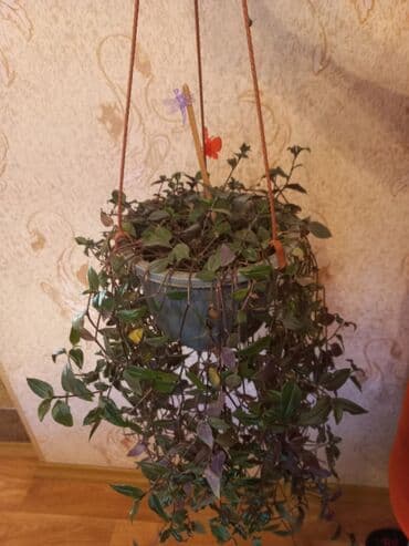 монстера с белыми листьями купить: Комнатная пальма в горшке Вашингтония нитчатая .Замиокулькас - 600 — 5