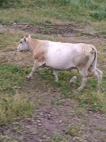 коне корсе: Продаю | Корова (самка) | Для молока — 5