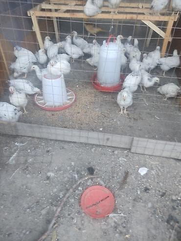 жеребята лошади: Продаю | Цыплята | На забой — 2