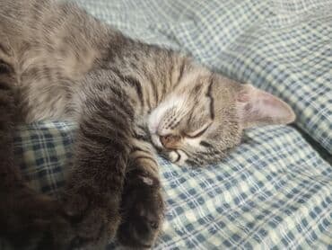 отдам кошечку в добрые руки: Кошка даром: Беспородная, 3 месяца, Девочка — 2