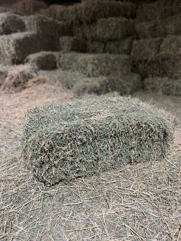 корм для домашних животных: Продаю Клевер в тюках, беде. Тюки большие плотные. Хранятся под крышей — 3
