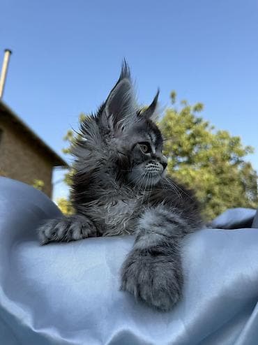 шпиц: фото цена: Мейн-кун, 2 месяца, Мальчик, Приучена к лотку, Проглистована, С документами — 5