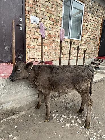 породистые кошки бишкек: Продаю | Тёлка | Алатауская | Для разведения — 9