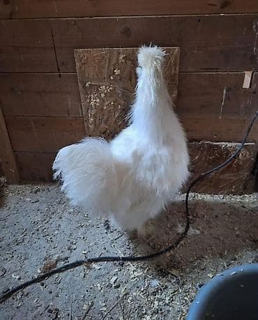 бычки 1год: Продаю | Куры, Петух — 2