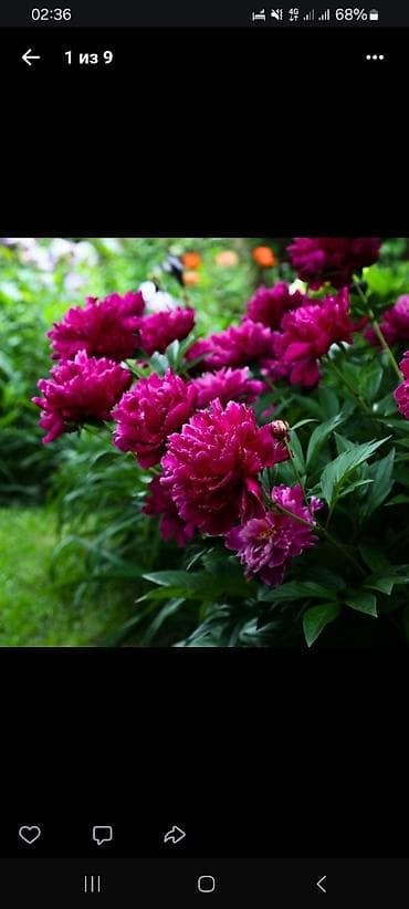 раки рак: Спаржа. Саженцы спаржи. Спаржа корневища. Спаржа корни. Информация — 9