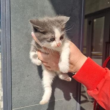 белый хомяк: Очаровательные котята, короткошёрстные, с плюшевой мягкой шерстью и — 4