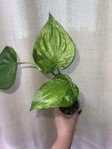алоказия полли: 1. Алоказия Сабрина 2. Алоказия Веном 3. Алоказия кукулата банана — 3
