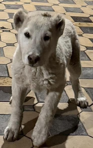 Собаки: Щенок, светло-кремовый/белый окрас, короткий хвостик. Плотная шерсть — 4