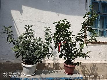 алоэ комнатный цветок: Комнатные лавровые растения в горшках (2 экземпляра). Описание: - — 2