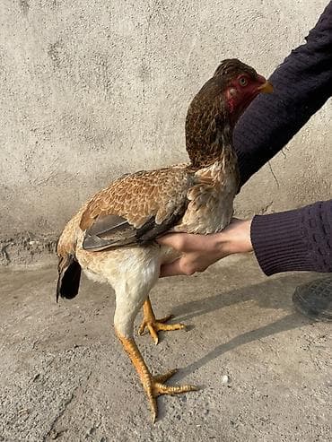 С/х животные и товары: Продаю | Петух | Бойцовая | Для разведения — 3