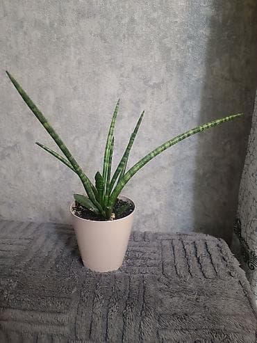 aloe vera: Сансевиерия цилиндрическая (Sansevieria cylindrica) в горшке. - — 3