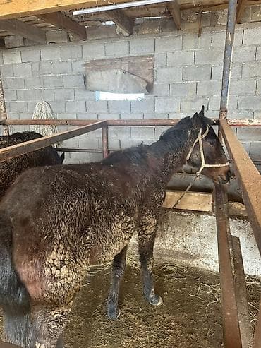 бишкек собака: Сатам | Тай | Аргын | Көбөйтүү үчүн — 3