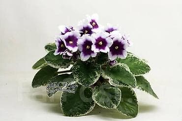 глоксинья: В продаже детки(80-130с) около 200сортов, стартеры, взрослые — 10