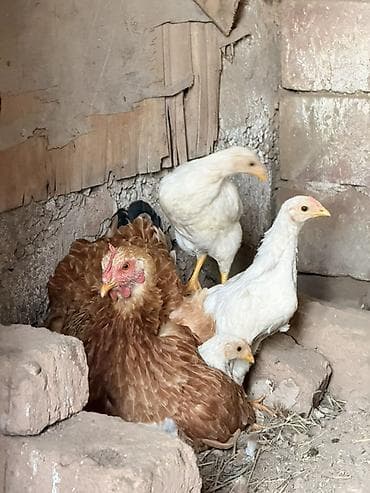 шатландский кошка: Продаю | Куры | Для разведения — 2