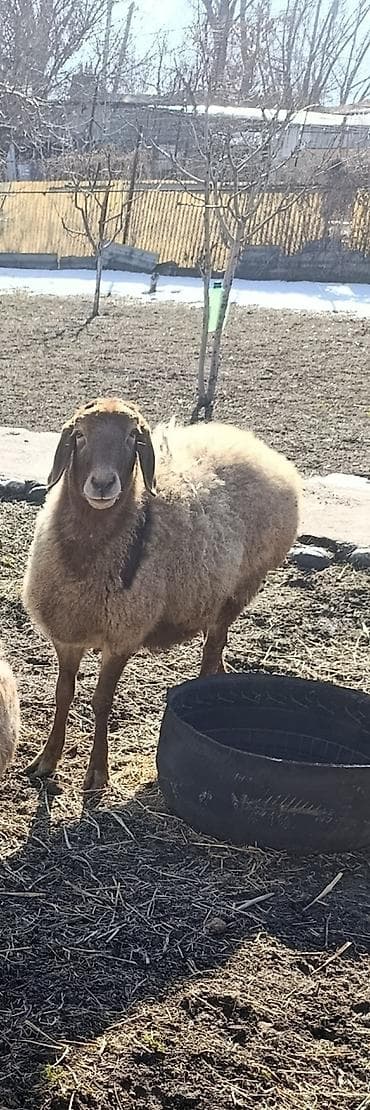 Продаю | Овца (самка) | Арашан | Для разведения | Матка