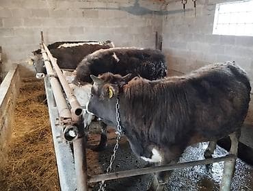 Другие животные: Продаю | Бык (самец) — 1