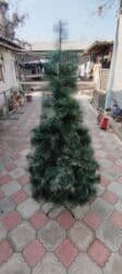 цена елка на новый год: Продаю Ёлку — 1