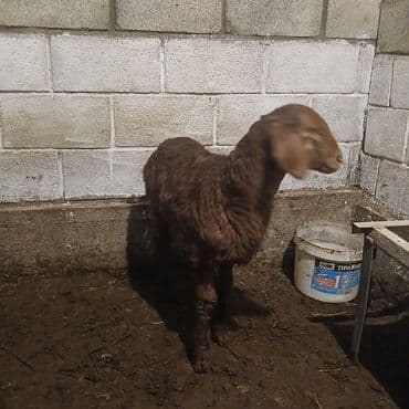 Иттер: Сатам | Козу | Көбөйтүү үчүн — 2