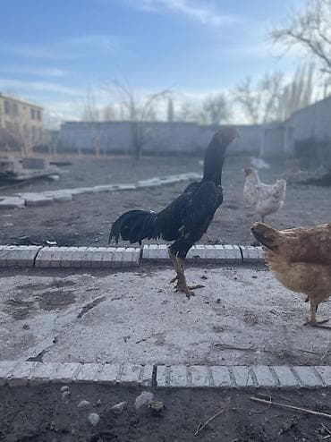 бычки токмак: Продаю цена сразу Окончательную напишу, Бойцовые курочки по две — 5