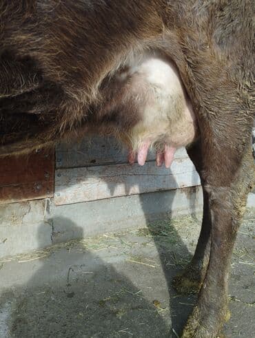 жаныбарлар: Сатам | Уй (ургаачы) | Швиц | Көбөйтүү үчүн, Сүт алуу үчүн | Бооз — 4