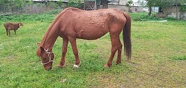 теленок сколько стоит: Продаю | Кобыла (самка) | Рабочий — 1