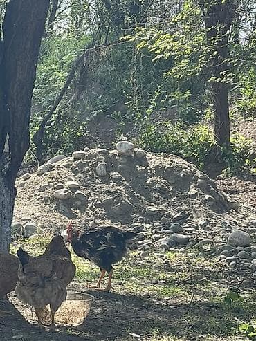 для курицы: Продаю | Петух | Домашняя | Для разведения — 2